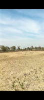  Agricultural Land for Sale in Wardha Road, Nagpur