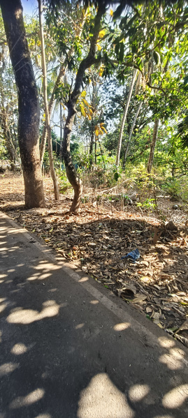  450 Sq. Meter Residential Plot for Sale in Canacona, Goa