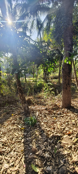  450 Sq. Meter Residential Plot for Sale in Canacona, Goa