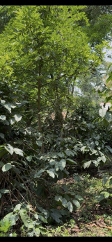  Residential Plot for Sale in Madikeri, Kodagu