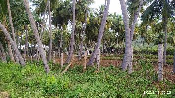  Agricultural Land for Sale in Chellampatty, Madurai