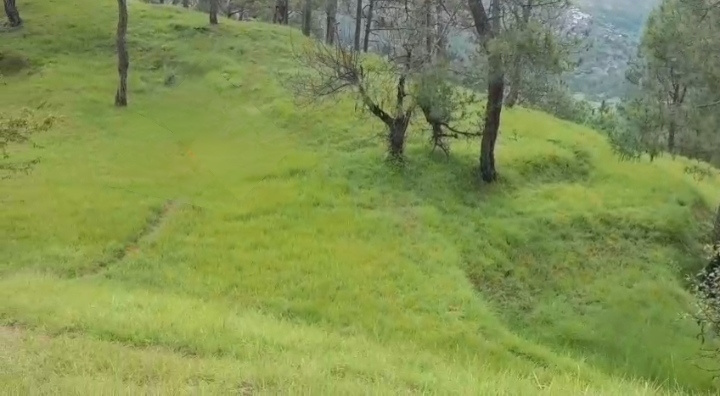 Ranikhet, Almora photo 5