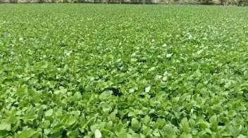  Agricultural Land for Sale in Gudivada, Krishna