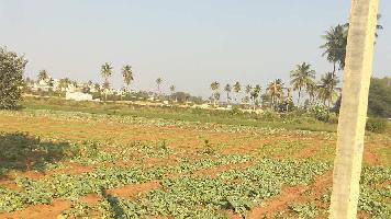  Agricultural Land for Sale in Chikka Tirupathi, Bangalore