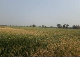  Agricultural Land for Sale in Bhikangaon, Khargone