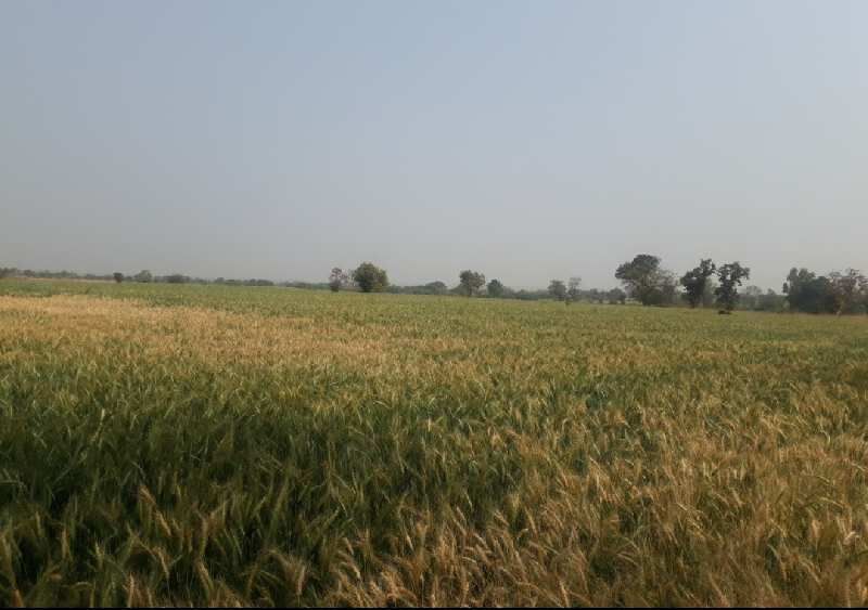  Agricultural Land 10 Acre for Sale in Bhikangaon, Khargone