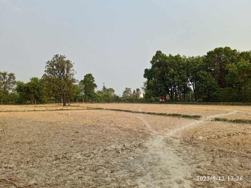  Agricultural Land 19 Biswa for Sale in Tripula Chauraha, RaeBareli