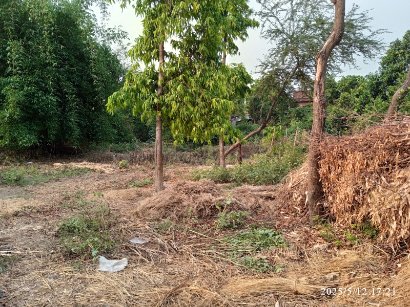  Agricultural Land 19 Biswa for Sale in Tripula Chauraha, RaeBareli