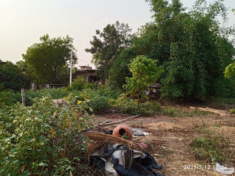  Agricultural Land 19 Biswa for Sale in Tripula Chauraha, RaeBareli