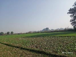  Agricultural Land for Sale in Saidpur Ghazipur