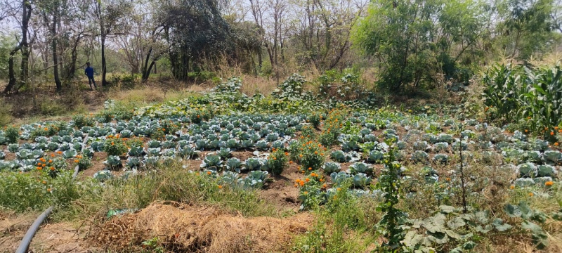  Residential Plot 35 Guntha for Sale in Wada, Palghar