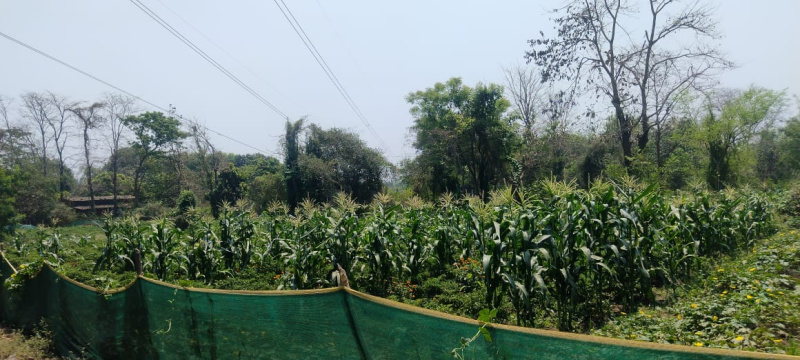  Residential Plot 35 Guntha for Sale in Wada, Palghar
