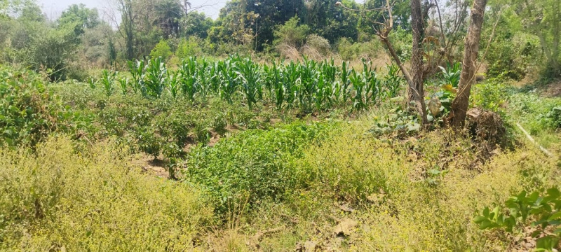  Residential Plot 35 Guntha for Sale in Wada, Palghar