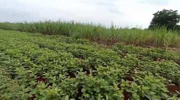  Agricultural Land for Sale in Mominpet Mandal, Vikarabad