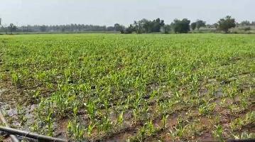  Agricultural Land for Sale in Harpanahalli, Davanagere