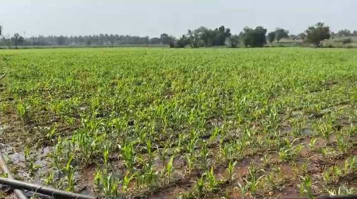Agricultural Land 4 Ares for Sale in Harpanahalli, Davanagere
