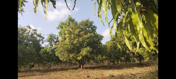 Agricultural Land 9 Acre for Sale in Madambakkam, Chennai