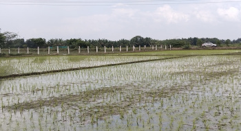  Agricultural Land for Sale in Acharapakkam, Chengalpattu