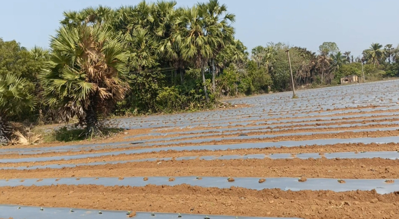  Agricultural Land 12 Acre for Sale in Acharapakkam, Chengalpattu