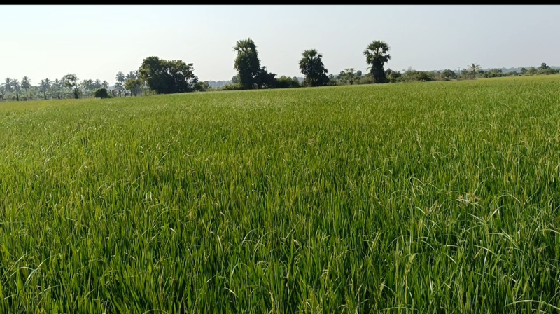  Agricultural Land 1 Acre for Sale in Pudupattinam, Chengalpattu