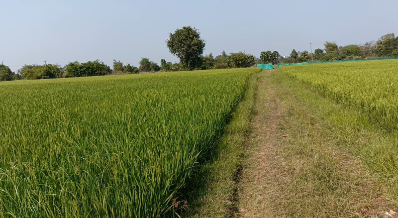  Agricultural Land 1 Acre for Sale in Pudupattinam, Chengalpattu