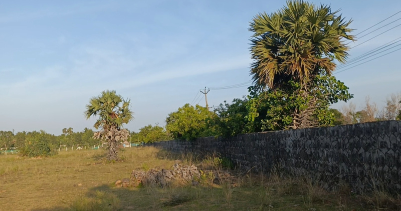  Residential Plot 11000 Sq.ft. for Sale in Acharapakkam, Chengalpattu