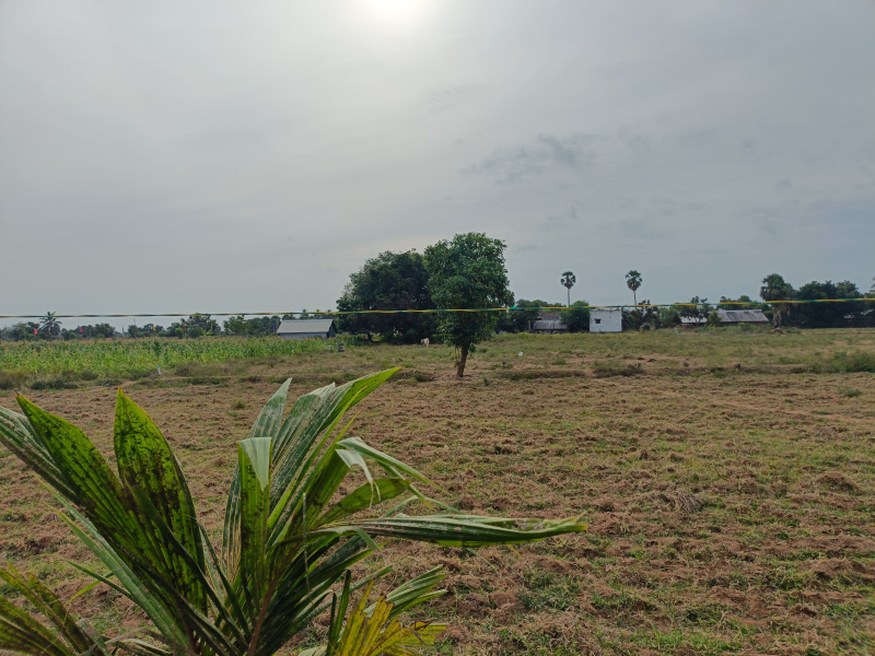  Agricultural Land 50 Cent for Sale in Cheyyur, Chengalpattu