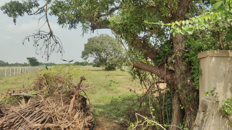  15600 Sq.ft. Agricultural/Farm Land for Sale in Tirukalukundram, Chengalpattu