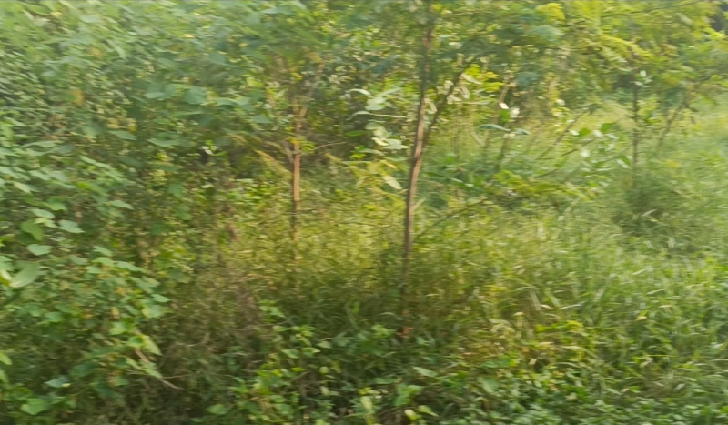  7200 Sq.ft. Residential Plot for Sale in Akkarai, Chennai