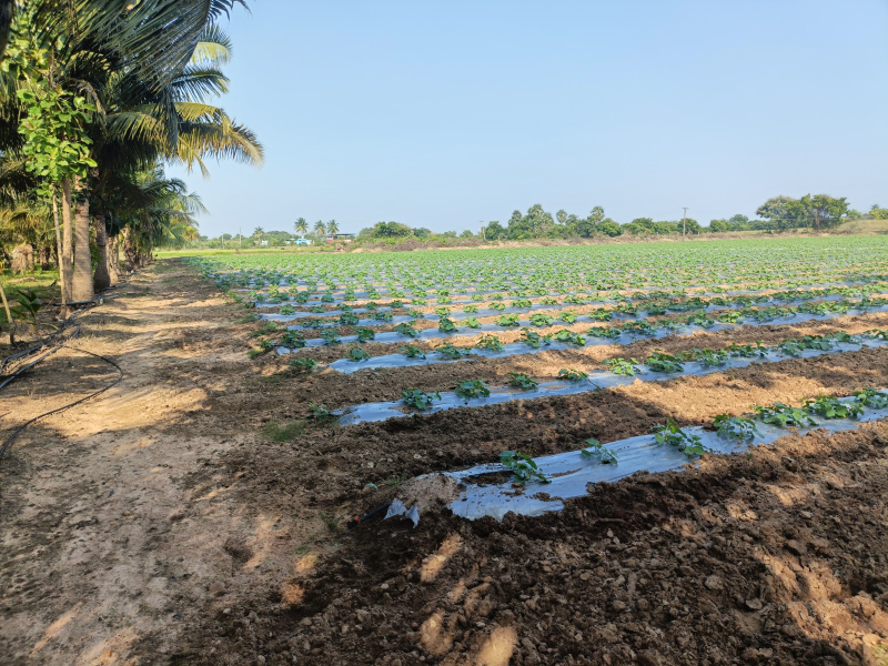  3 Acre Agricultural/Farm Land for Sale in East Pondy Road, Villupuram