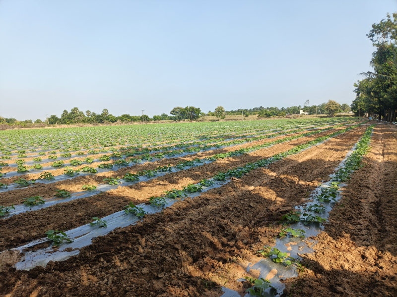  3 Acre Agricultural/Farm Land for Sale in East Pondy Road, Villupuram