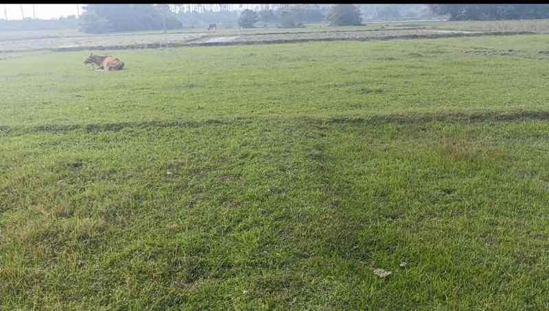  12 Acre Agricultural/Farm Land for Sale in Uthiramerur, Kanchipuram