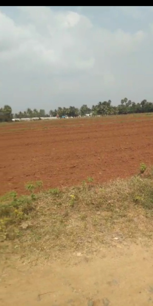  50 Cent Agricultural/Farm Land for Sale in Cheyyur, Chengalpattu