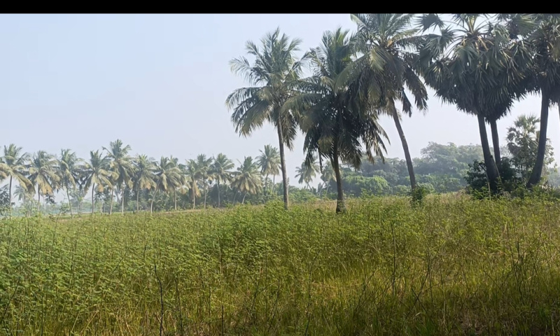  1 Acre Agricultural/Farm Land for Sale in Koovathur, Kanchipuram