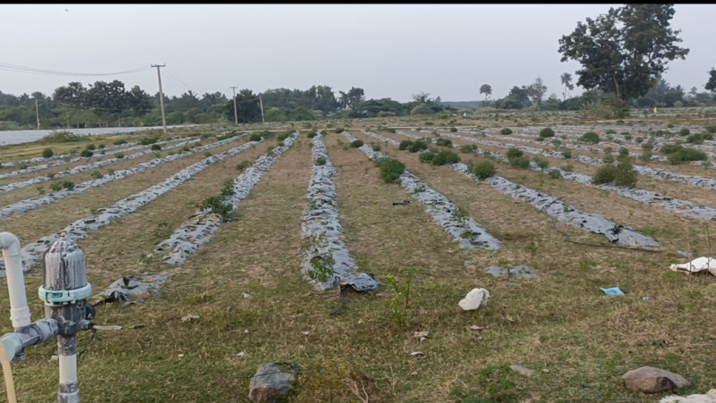  33 Acre Agricultural/Farm Land for Sale in East Pondy Road, Villupuram