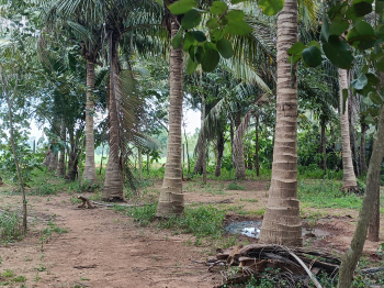  Agricultural Land for Sale in Cheyyur, Chengalpattu