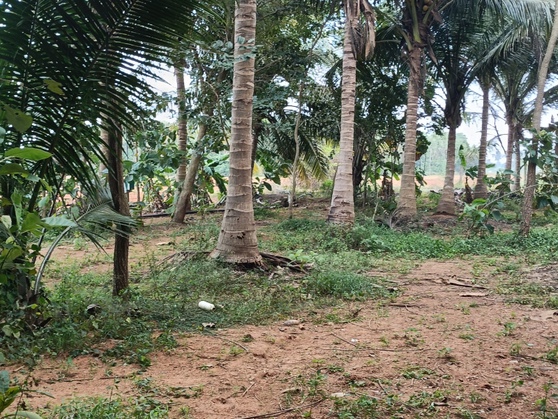  84 Cent Agricultural/Farm Land for Sale in Cheyyur, Chengalpattu