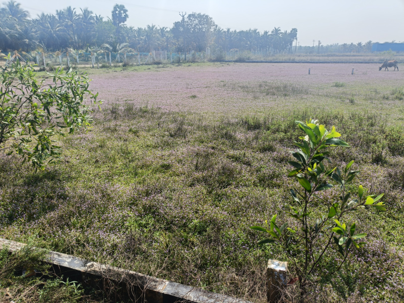  6000 Sq.ft. Commercial Land for Sale in Koovathur, Kanchipuram