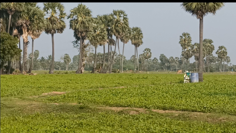  150 Acre Agricultural/Farm Land for Sale in East Pondy Road, Villupuram