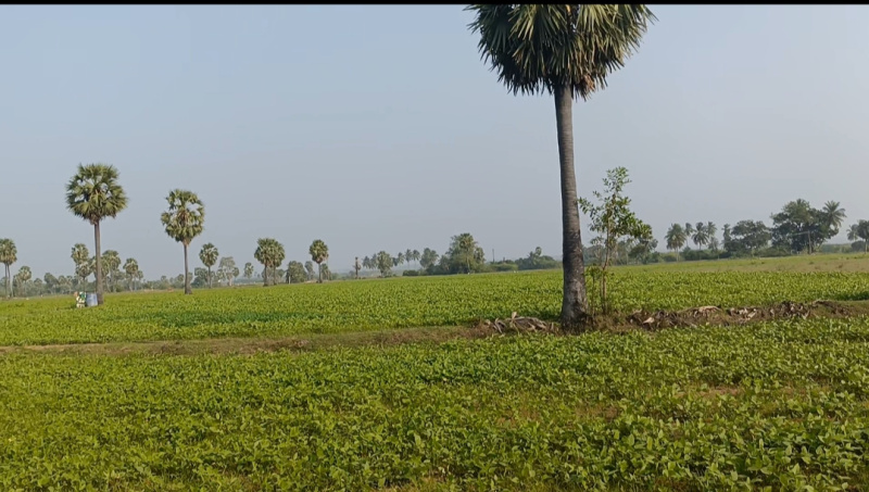  150 Acre Agricultural/Farm Land for Sale in East Pondy Road, Villupuram