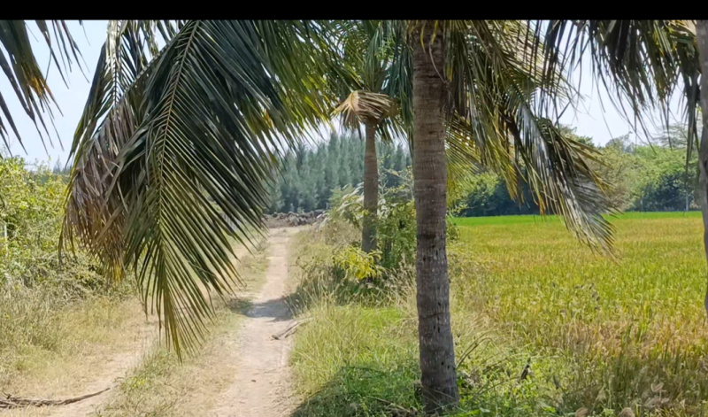  13 Acre Agricultural/Farm Land for Sale in Cheyyur, Chengalpattu