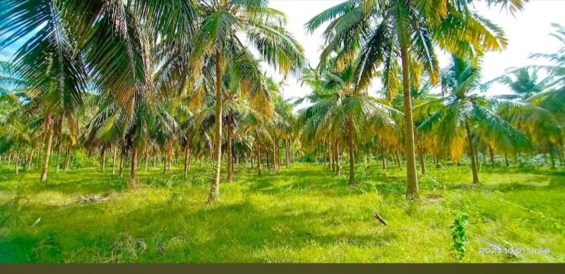  90 Ares Agricultural/Farm Land for Sale in Cheyyur, Chengalpattu