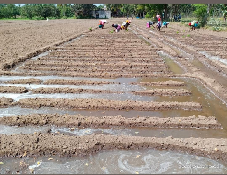  90 Ares Agricultural/Farm Land for Sale in Cheyyur, Chengalpattu