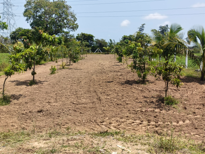  30 Cent Agricultural/Farm Land for Sale in Thirukalukundram, Kanchipuram