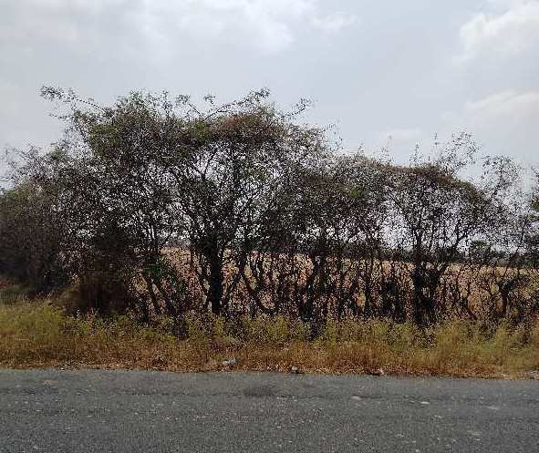 Agricultural Land 4 Acre for Sale in Thanneer Pandhal, Coimbatore