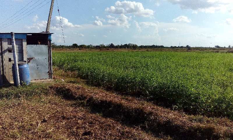 Agricultural Land 5 Acre for Sale in Chidambaram, Cuddalore