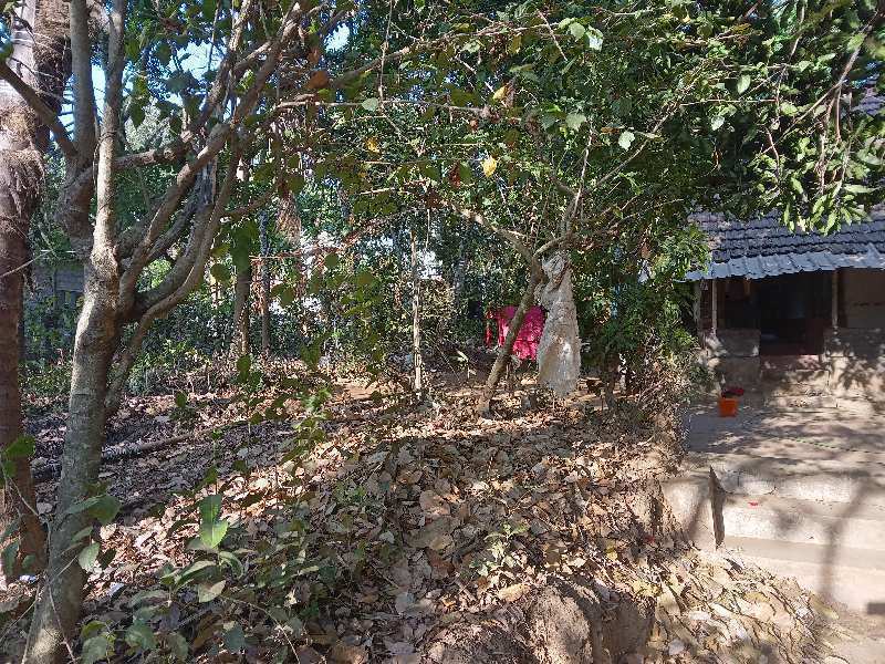 Commercial Land 48 Cent for Sale in Paruthipully, Palakkad