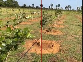  Agricultural Land for Sale in Srivaikuntam, Thoothukudi