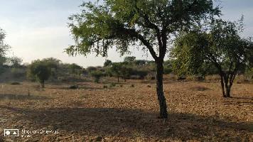  Agricultural Land for Rent in Sangaria, Jodhpur