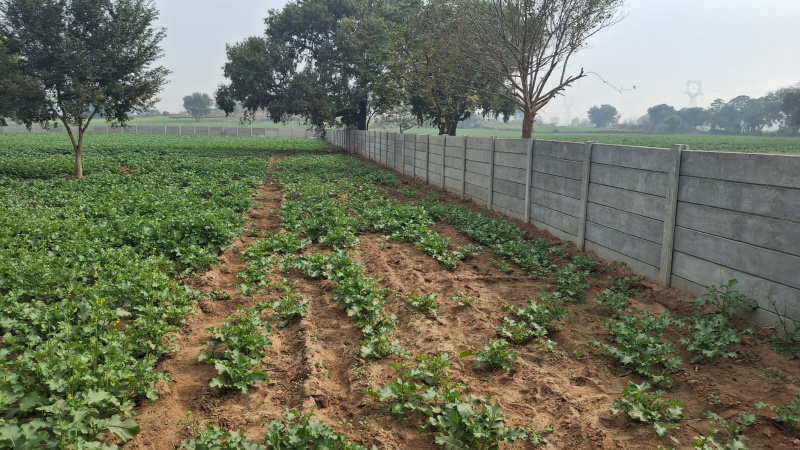  4 Acre Agricultural/Farm Land for Sale in NH 8, Gurgaon